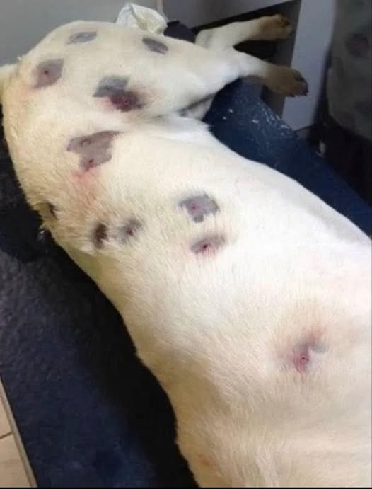 Dog shot over 70 times by BB gun makes recovery